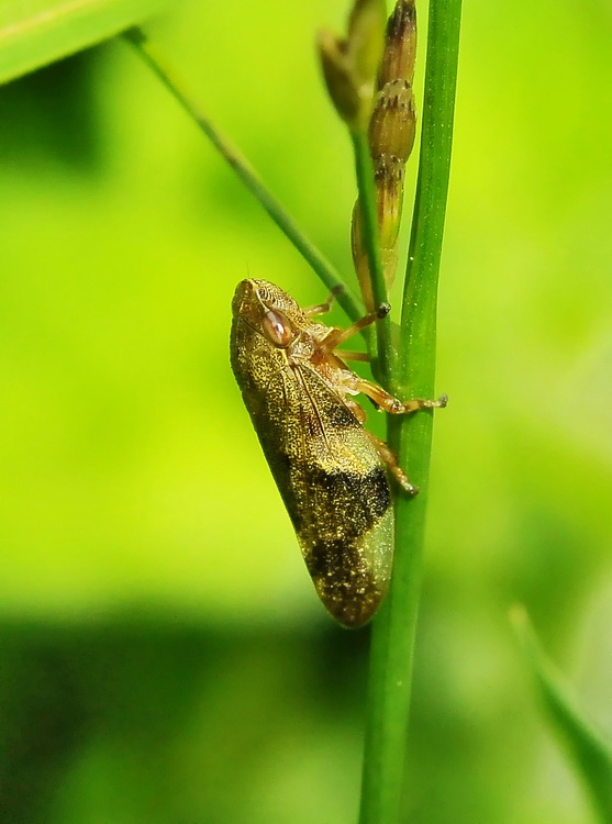 Lui chi  ? Aphrophora alni